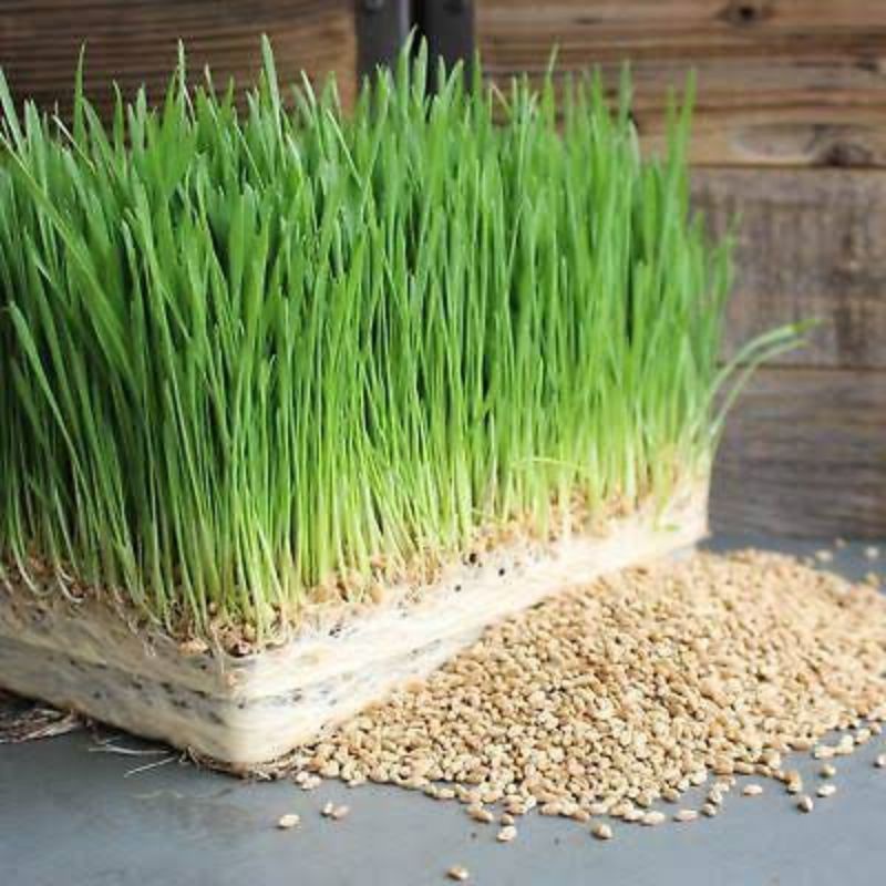 150 Biji - Benih Biji Rumput Gandum Kucing Wheat Grass Kucing