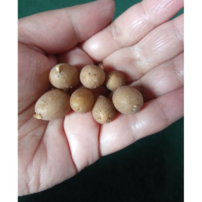 Bibit g0 Granola L (pilus)