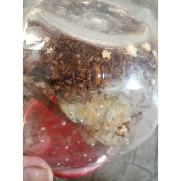 RATU SEMUT KROTO KRANG KRANG SUPER