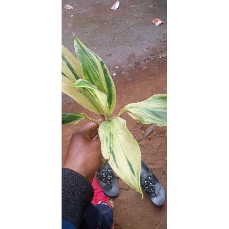 tanaman hias hanjuang kuning varigata