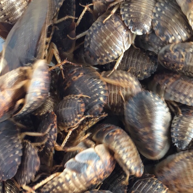 Kecoa Dubia Anakan Ukuran 1-2 cm sebanyak 20 ekor pakan super reptil arwana burung kicau tarantula