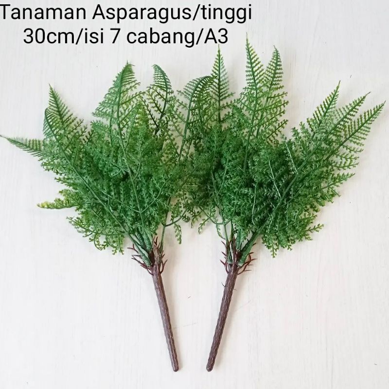 Tanaman Asparagus