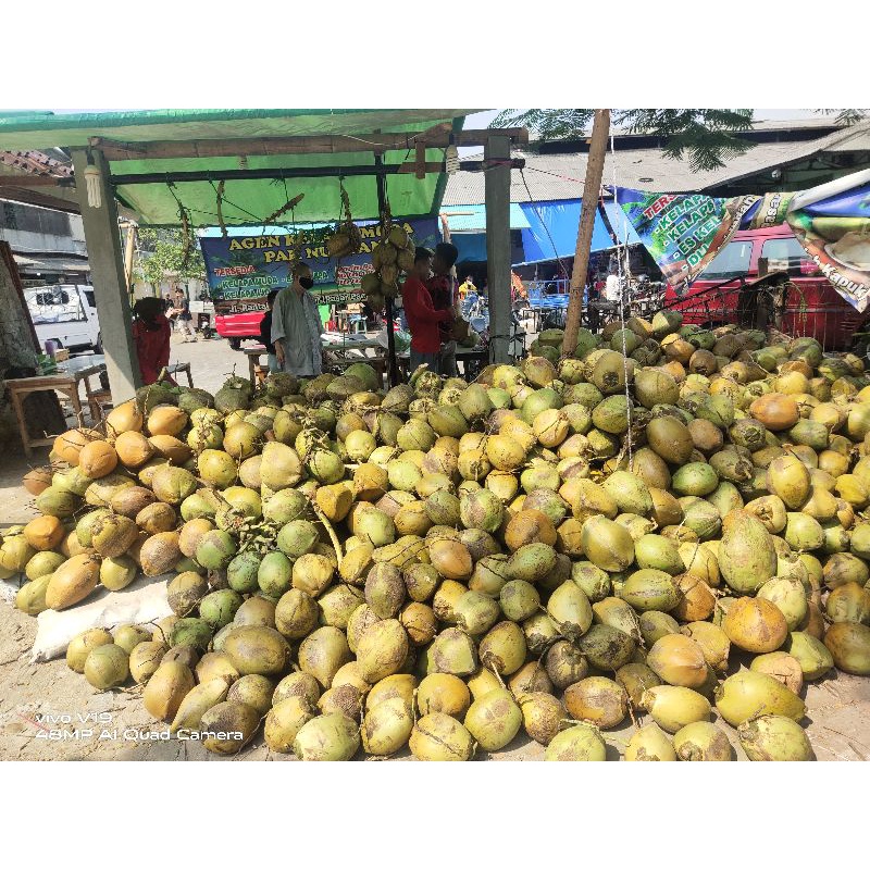 

kelapa ijo