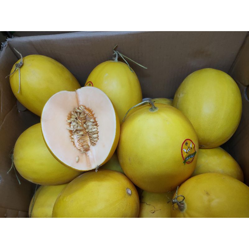 Jual Melon Golden Shopee Indonesia 