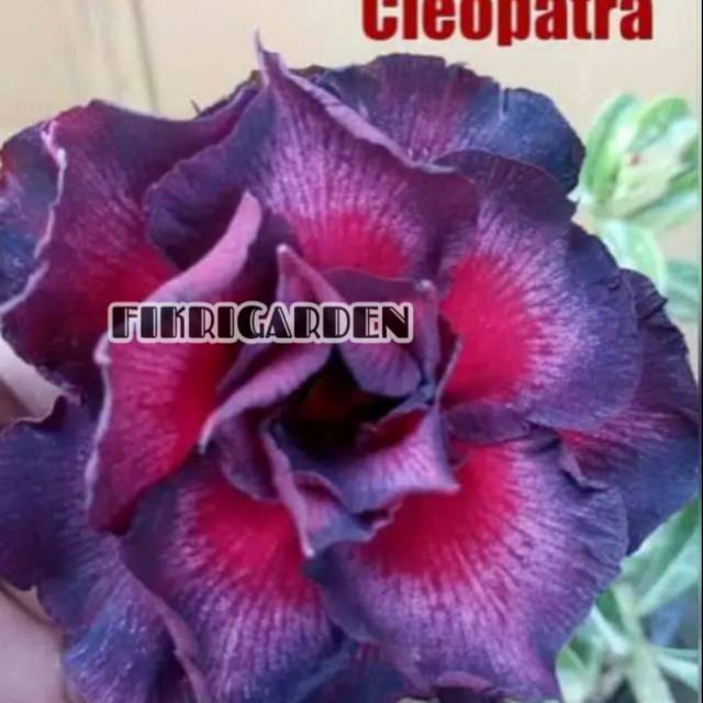 

Bibit Bunga Kamboja Adenium Cleopatra