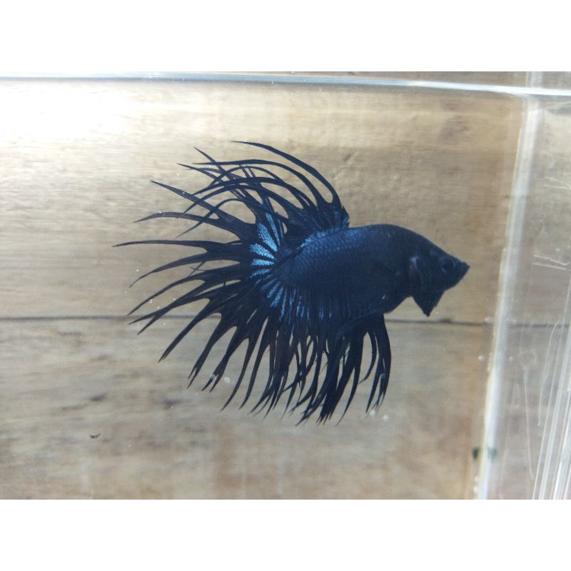 ikan cupang ct black orcid