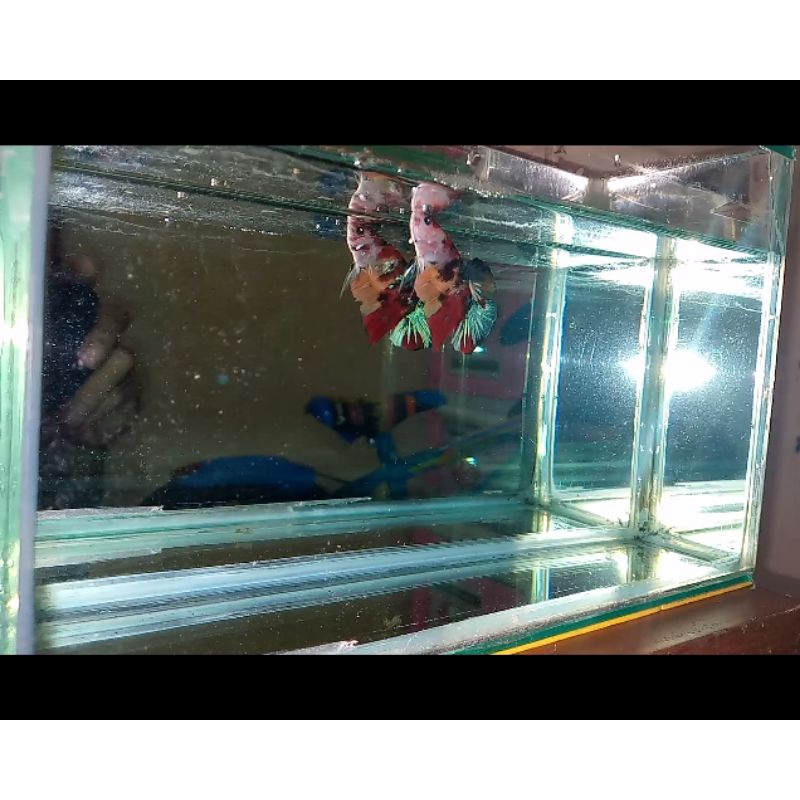 Ikan cupang giant/plakat all series full blok random