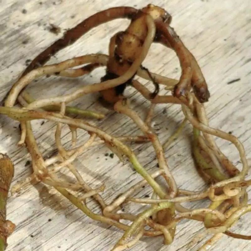 Aglonema Super White Bonggol