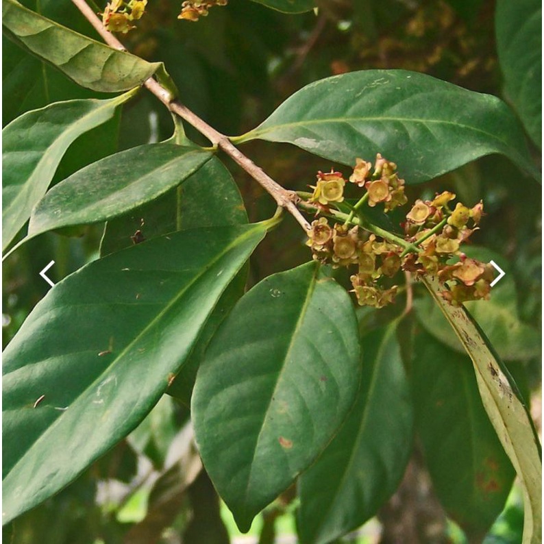 

DAUN SALAM WANGI (SEGAR) | DAUN SALAM BUMBU /OBAT(300g)