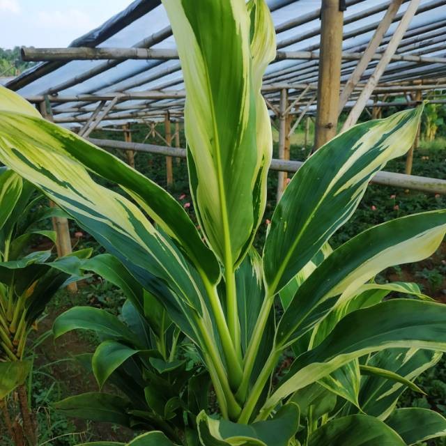 Tanaman hias Andong Putih-Andong Hijau