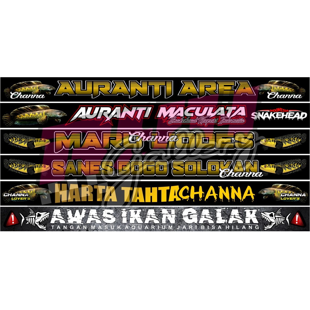 Stiker Hiasan Aquarium Channa Maru Liodes | Channa Auranti Maculata | Sanes Bogo Solokan | Hartattah