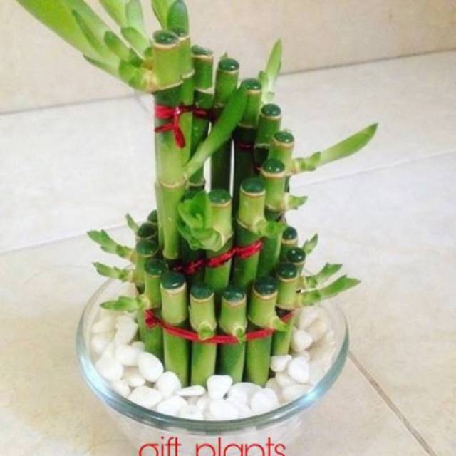 bambu hoki/bambu cina/tanaman hias/souvernir