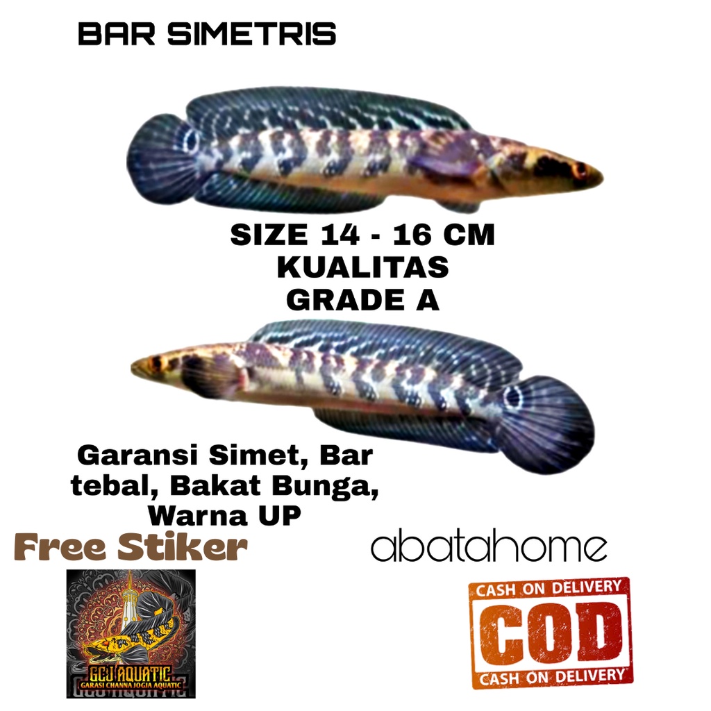 Maru Yellow Sentarum BAR SIMET Size 14-16 cm (Bar 6/6 dan 7/7) - YS GARANSI 100% SIMETRIS Tebal Rapi