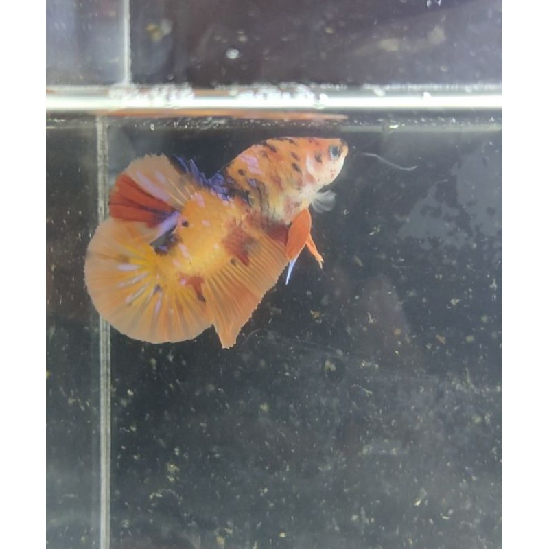 Ikan cupang jenis Giant koi male BO4