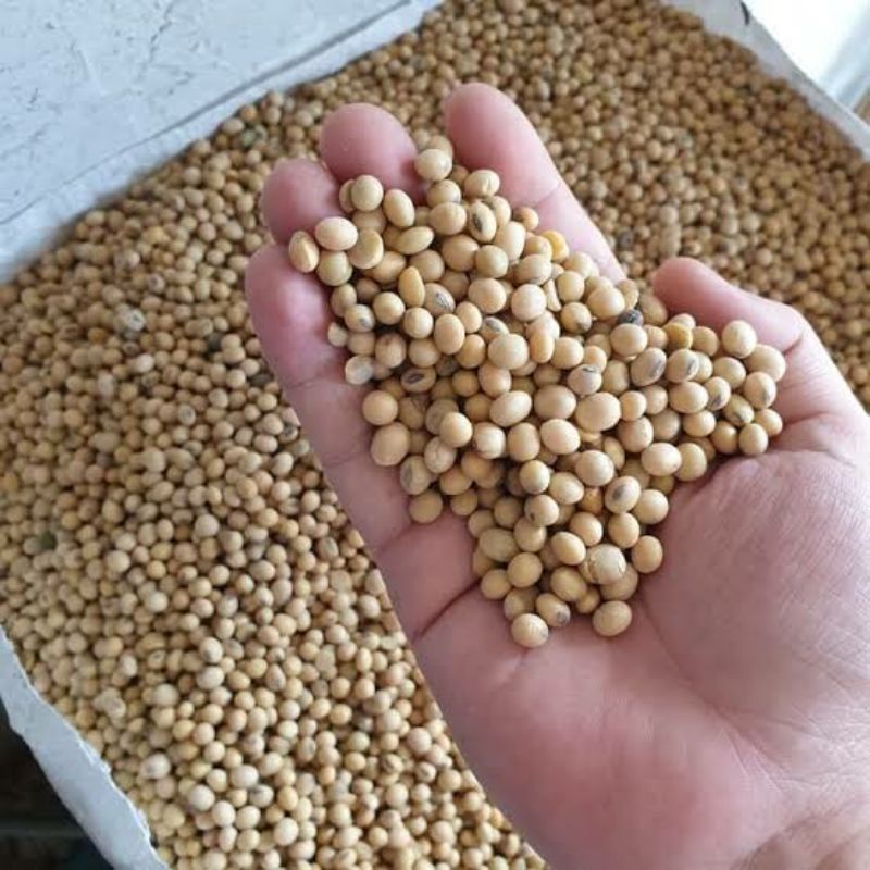 

Kedelai Impor Berkualitas (500 & 1000 gr)