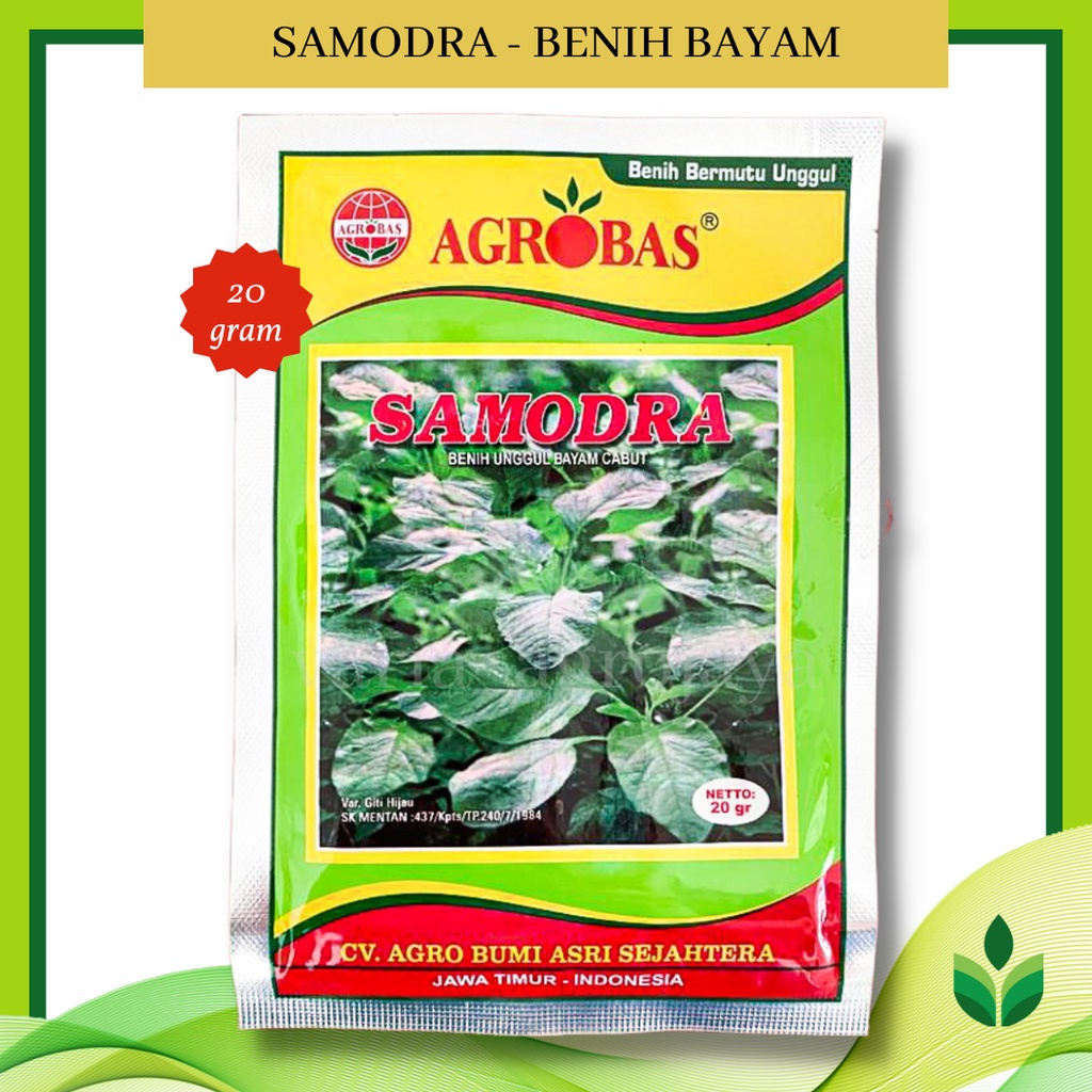 Benih Bibit Bayam Samodra - Agrobas