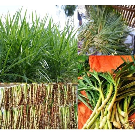 Rumput Odot Pakan ternak | Bibit Rumput Odot Kambing | Bibit Rumput Odot Super 3kg