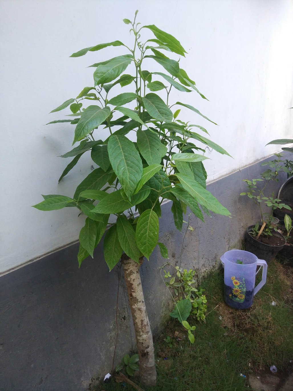 Sprei Fata Rumbai Uk 160x200 Polos Emboss