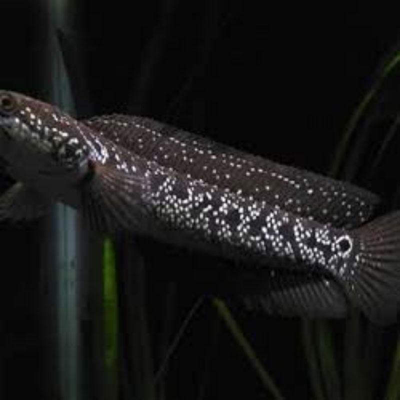 ASIATICA WHITE SPOT MURMER JAMINAN