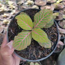 Tanaman Hias Fittonia Kuning (Fittonia albivenis) pohon hidup