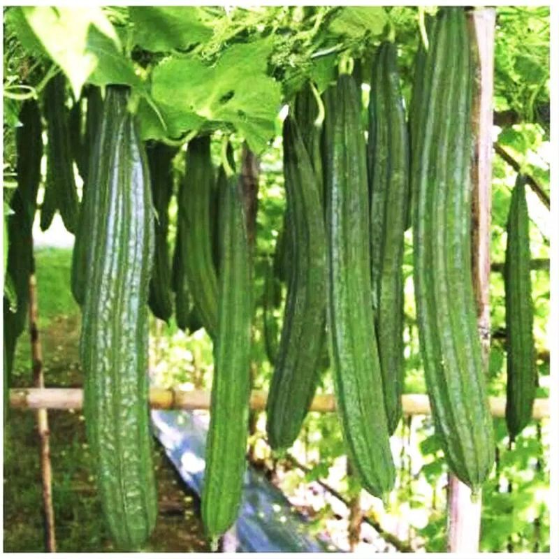 Benih/Bibit/Tanaman/Gambas/Oyong