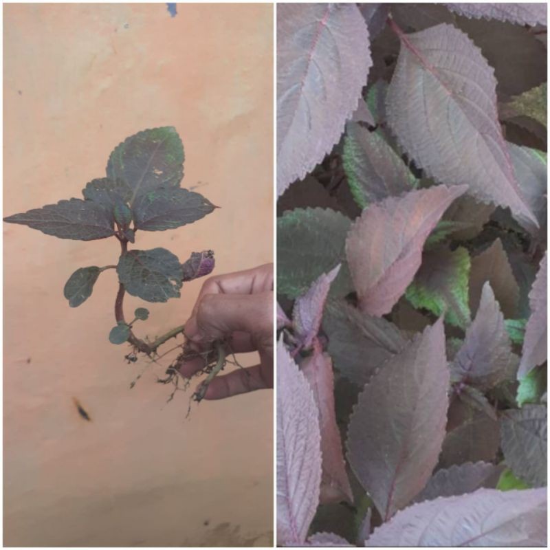 

daun jawer kotok