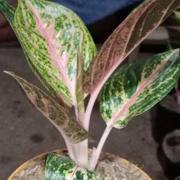 BUNGA AGLAONEMA WIDURI