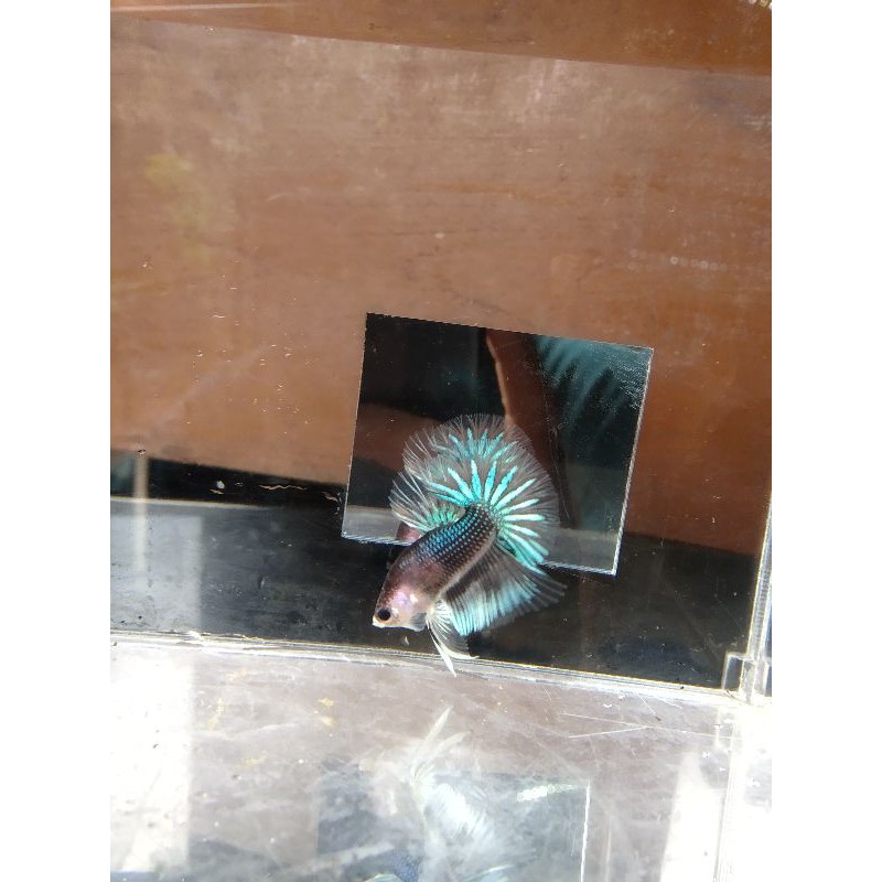 (real video) hmpk marble bahan kontes