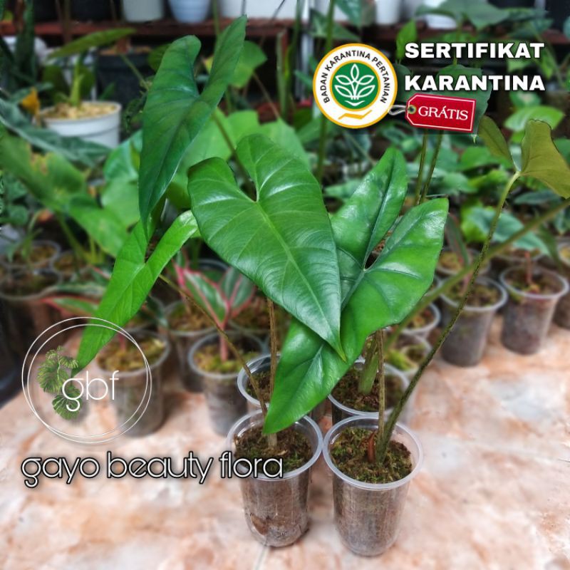 COLLECTION - Alokasia Princeps 2 Daun /Alocasia Princeps / Borneo sp.