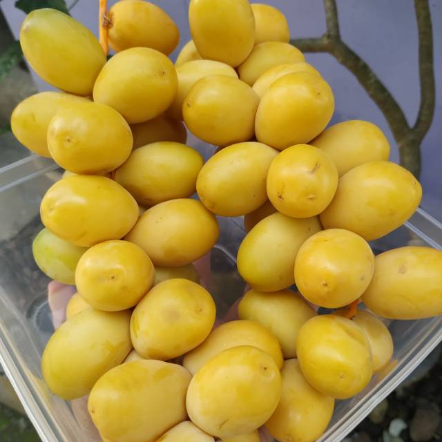 

Kurma muda fresh no frozen / kurmud promil / kurma muda kuning