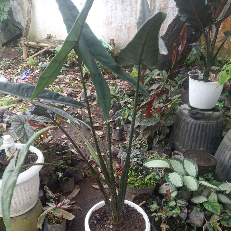 Alokasia Trigina superba