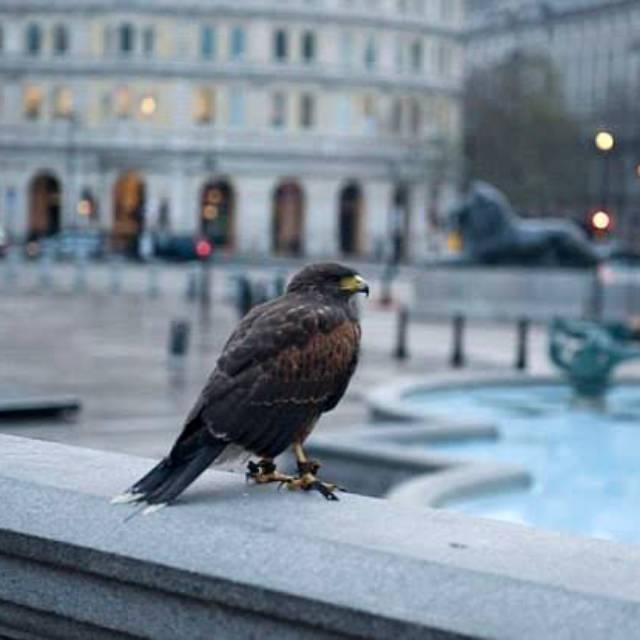 hendrafransiskussinaga