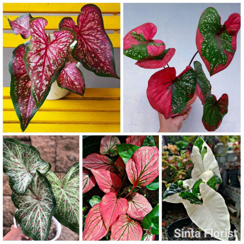 Paket Keladi 5 Jenis Anakan / Keladi Import / keladi hybrid /Keladi lokal