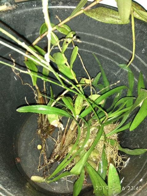 Jual Bibit Anggrek Merpati Murah Murah