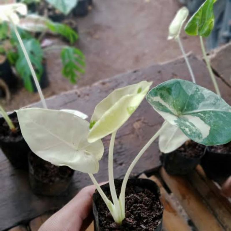 sente varigata albino/ keladi varigata/caladium varigata