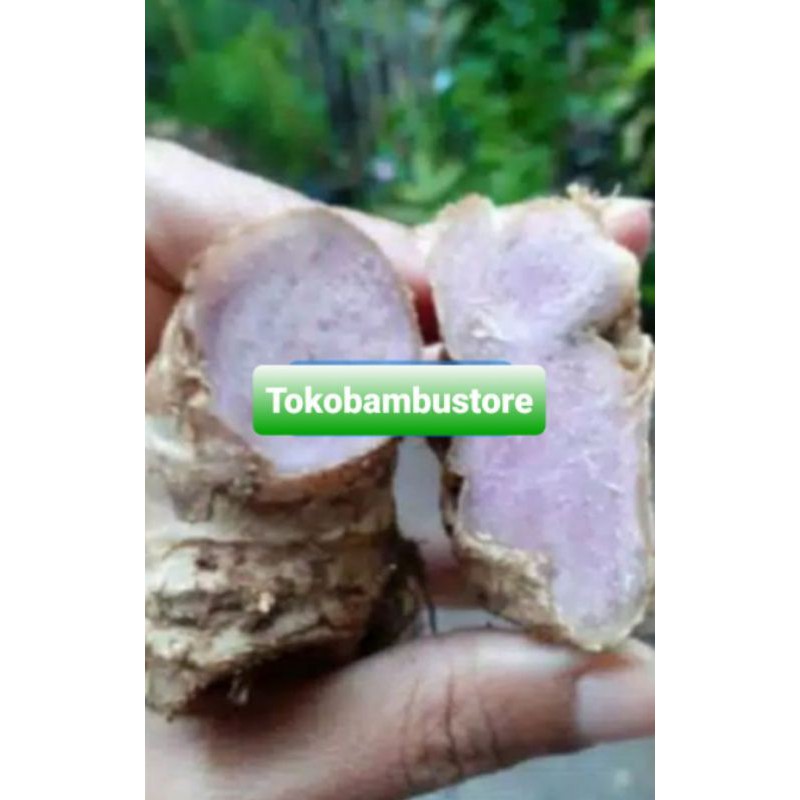 

Temu hitam temu ireng panglai hitam segar 150 gram-az