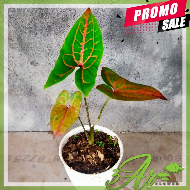 (STOCK TERBATAS) ALOCASIA BLACK JACK/ALOKASIA BLACK JACK