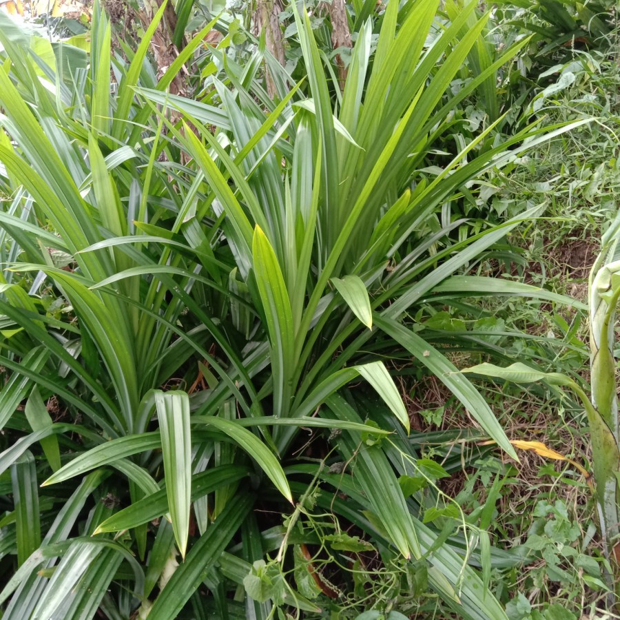 

Daun pandan segar 1 kg harum wangi berkhasiat , untuk masak, membuat kue, pengharum, dekorasi, dlln.