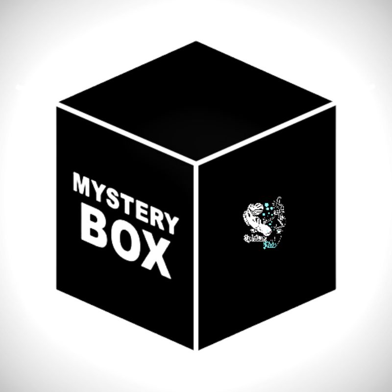 misteri box ikan channa murah