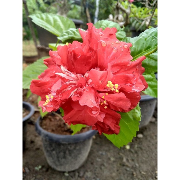 bibit bunga sepatu tumpuk bunga besar sekali