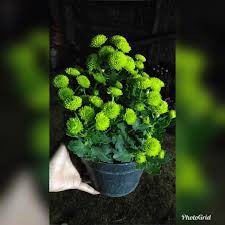 BUNGA KRISAN HIJAU 6-7 POHON