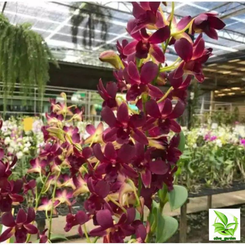 Seedling Anggrek Dendrobium Coyote Red