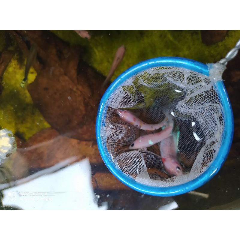 cupang bahanan mutasi multi,nemo,galaxy,random