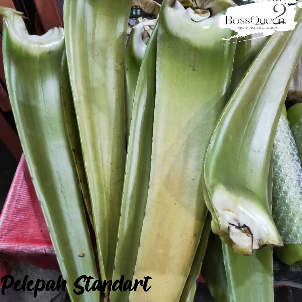 PELEPAH LIDAH BUAYA JUMBO / DAUN LIDAH BUAYA / BIBIT LIDAH BUAYA / MINUMAN LIDAH BUAYA / ALOE KUPAS DIJAMIN BEBAS PEPETISIDA