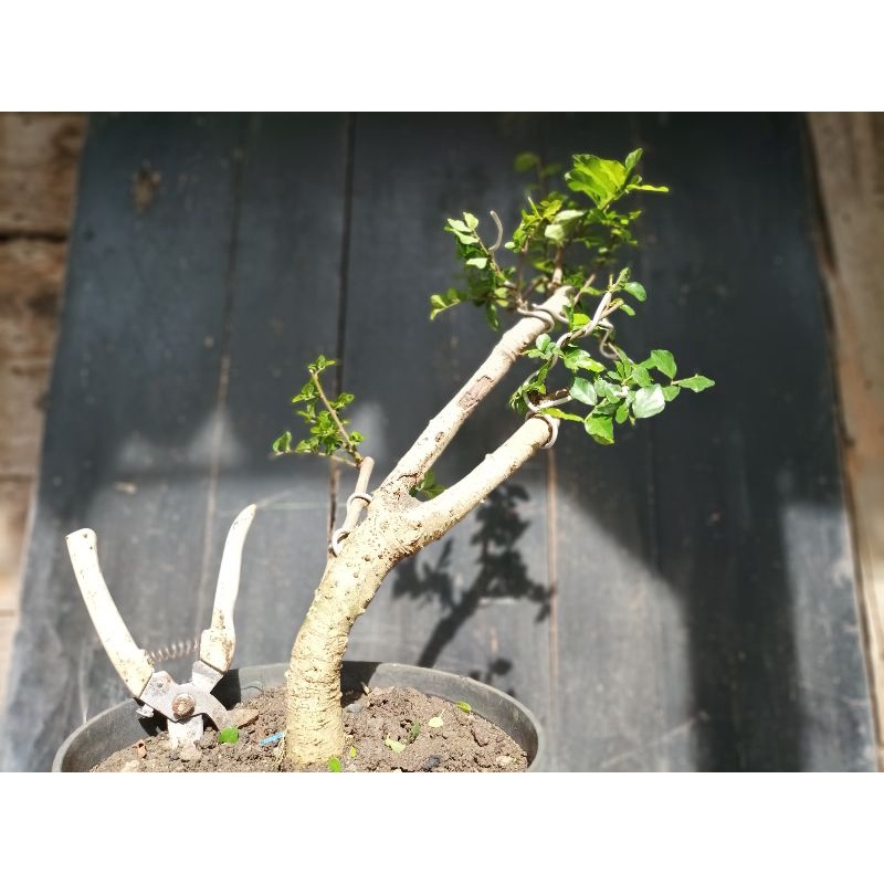 Bahan Bonsai Serut / Ki Serut Bisa juga untuk taman 'REALPIC'