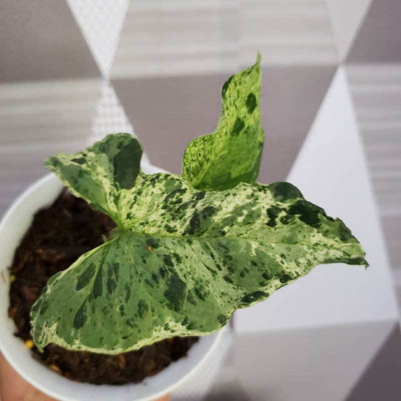 Syngonium Mojito