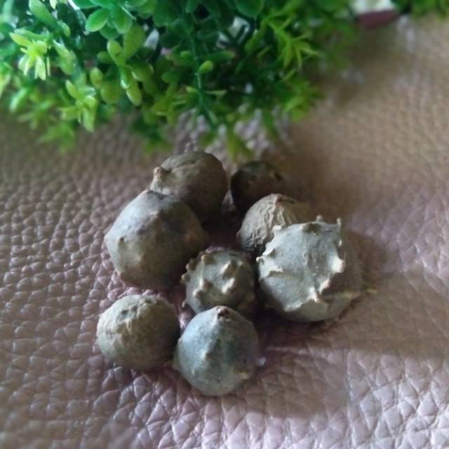 

Buah manjakani murni