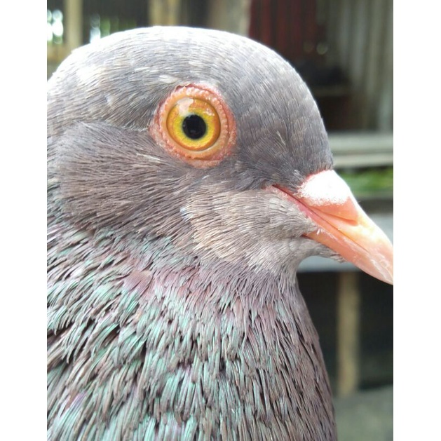 BAHAN MEWAH MERPATI JANTAN TRAH JUARA LAR PIYIK 4 SIAP LATIH