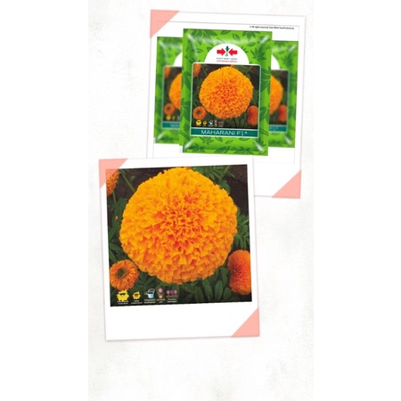 2 Butir Benih Marigold Maharani F1 Repacking (Panah Merah)