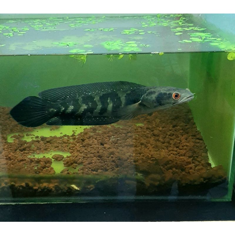 channa green marulius sp seruyan